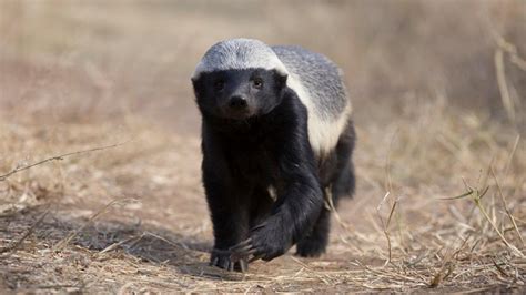 Are Honey Badgers One Of The Worlds Smartest Animals Watch On Pbs
