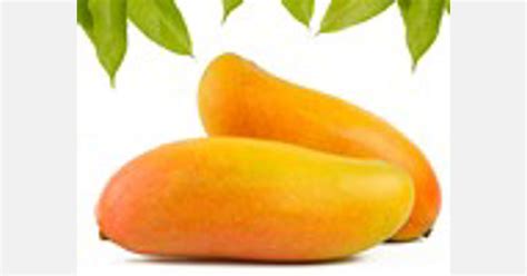 Bowen Mango Season Starts Amid Export Concerns Due To Covid 19
