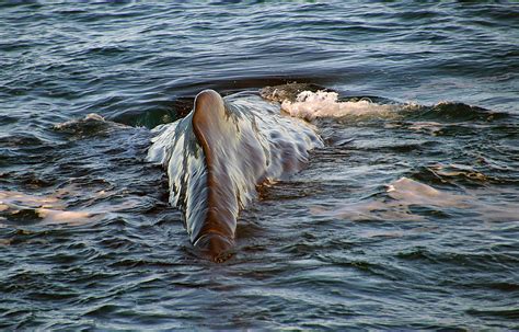 Sperm Whale The Sperm Whale Physeter Macrocephalus Or C Flickr