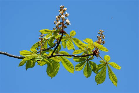 Horse Chestnut Tree Bursting With New Growth 6825184 Stock Photo At