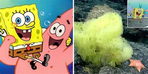Scientist Finds Real Spongebob And Patrick Hanging Out Under The Sea
