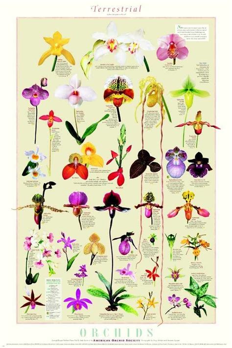 Orchid Identification Chart Orchid Flowers