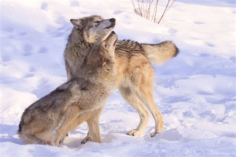 Happy Married Couple Of Wolves Together A Female Wolf And A Male Wolf
