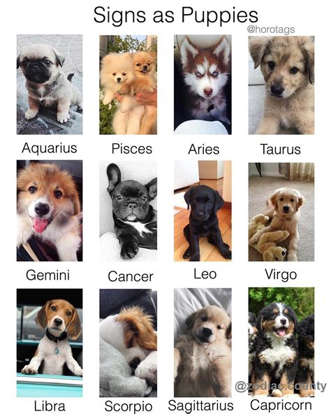 35 Astrology Signs For Dogs Zodiac Art Zodiac And Astrology