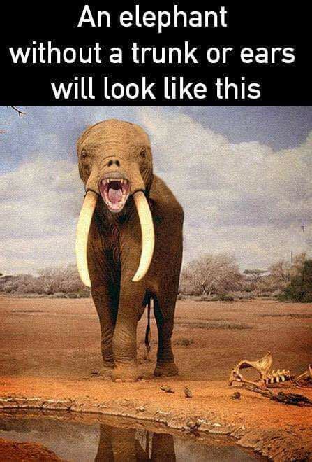 The Best Elephant Memes Memedroid
