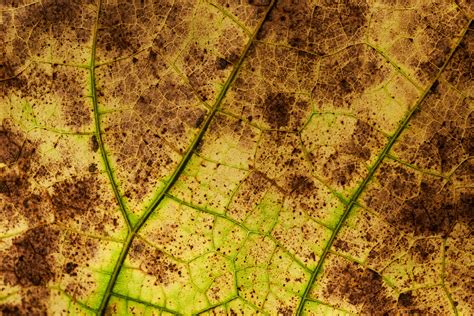Autumn Leaf Texture
