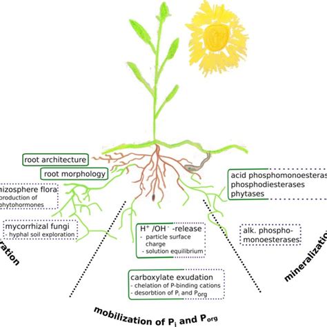 Strategies And Mechanisms For Phosphorus P Acquisition By Plants 1