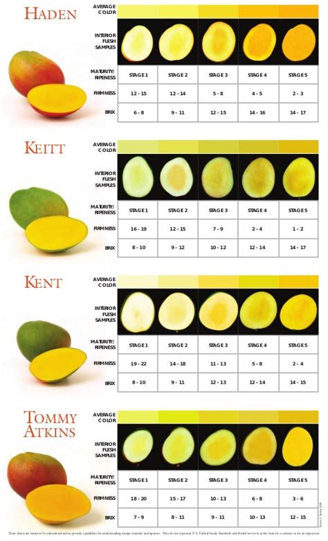 Mango Maturity And Ripeness Guide