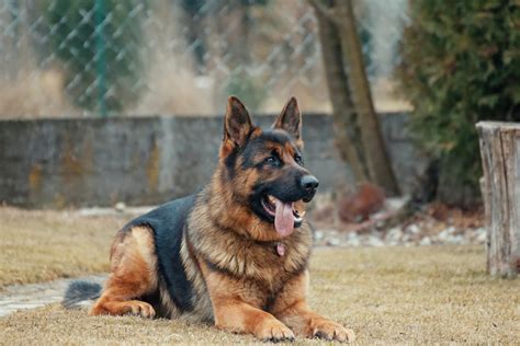 German Shepherd Dog Breed Cooper Pet Care