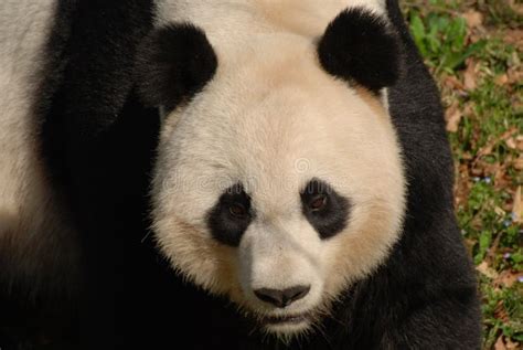 Amazing Face Of A Beautiful Giant Panda Bear Stock Image Image Of