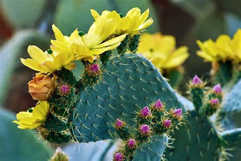 Prickly Pear Opuntia Cactus Care And Grow Guide Cactuscare