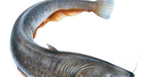 20+ Fantastic Ideas Gambar Ikan Lele Vector - Finleys Beginlys