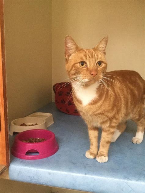 Male Ginger Cat 5 Years Old In Rotherham South Yorkshire Gumtree