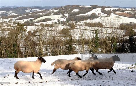 Sheep Are Seen In The Winter Landscape Near Monmouth South Wales