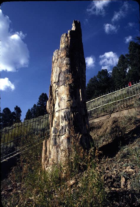 Petrified Stump Eocene Yellowstone Np