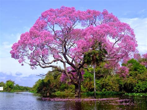 50 Of The Most Beautiful Trees In The World