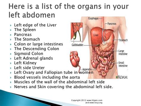 It is often related to the digestive tract, but can also be related to conditions of the body wall, skin, blood vessels, urinary tract, or reproductive organs. Pin on Anatomy