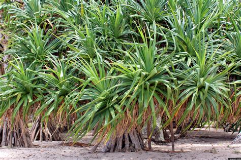 Pandanus Palm Forest On Atata Island Geographic Media