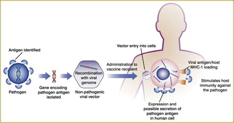 Viral vectors for vaccines. | Download Scientific Diagram