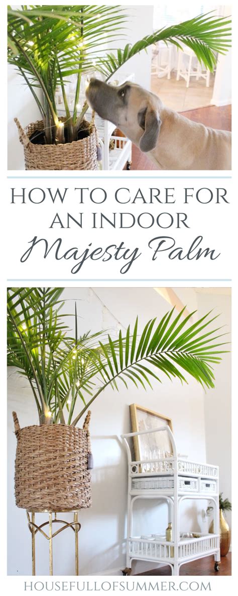 How To Care For An Indoor Majesty Palm Majesty Palm Palm Tree Plant