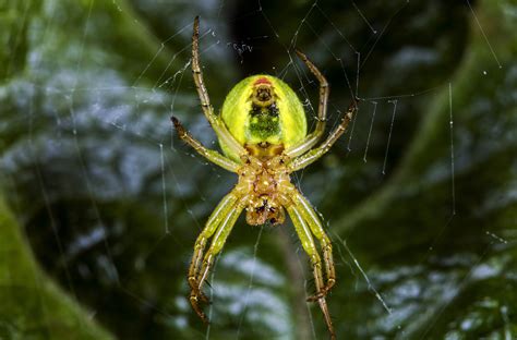 Newly Discovered Neon Green Spider Named After The Lady Gaga Of