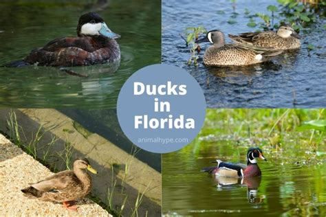 25 Types Of Ducks In Florida With Pictures Animal Hype