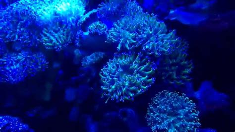 Coral Fluorescence Huỳnh Quang Của San Hô Youtube