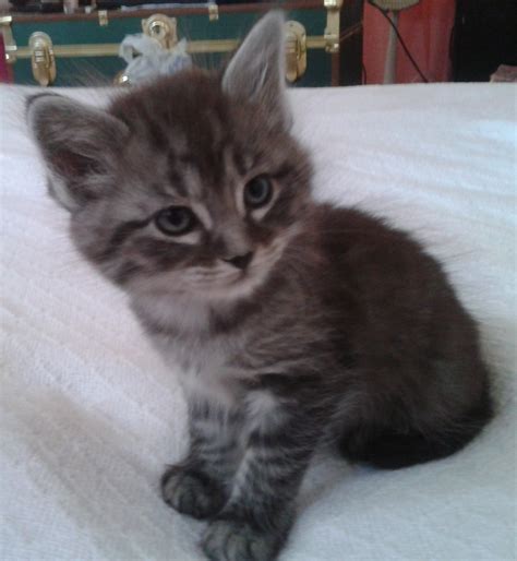 They also need soft, warm bedding. Adopting of 7 week old kitten (kitty, hissing, older ...