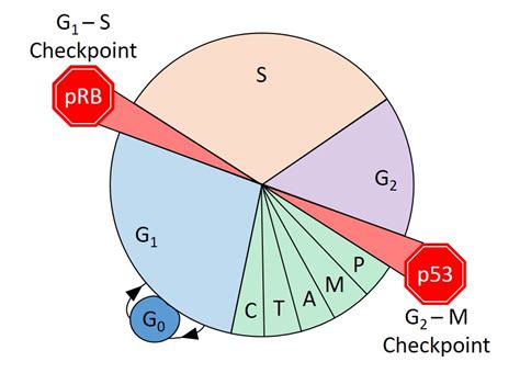 Regulating The Cell Cycle Checkpoints Tumor Suppressors Oncogenes