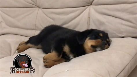 Funny Rottweiler Puppy Sleeping She Wont Even Wake Up Youtube