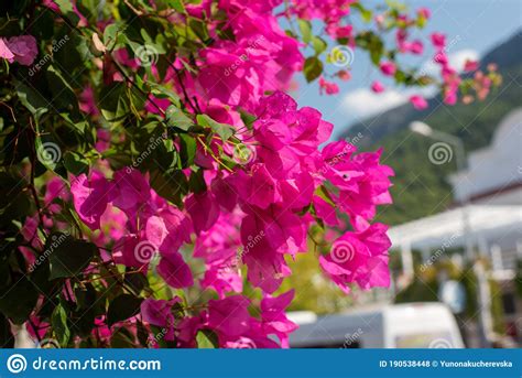 Bougainvillea Blossom At Corfu Island Greece Visiting Village Stock