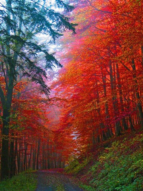 Autumn Forest In Saxony Germany Autumn Forest Nature Beautiful Places