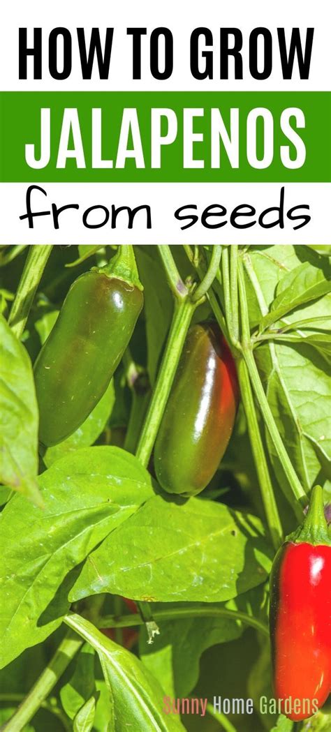 When growing jalapenos from seed, there's an indoor and outdoor process. How to Grow Jalapeno Peppers in 2020 | Growing jalapenos ...