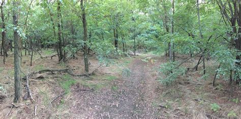 All The Other Wooded Areas Seem Dark This Section Is Surprisingly