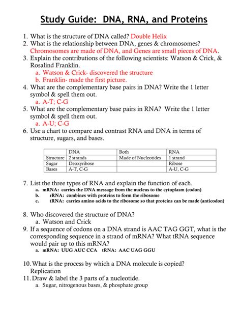 Give at least 2 examples of how enzymes and other proteins help in the process of replication. Ch 11 Study Guide Dna Rna And Proteins | db-excel.com