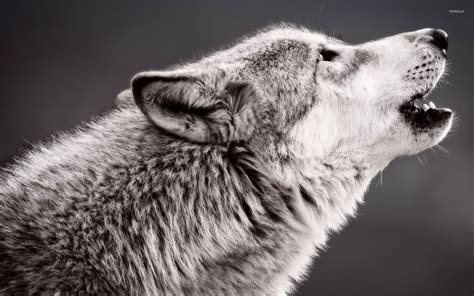 Howling Wolf Wallpaper 60 Images