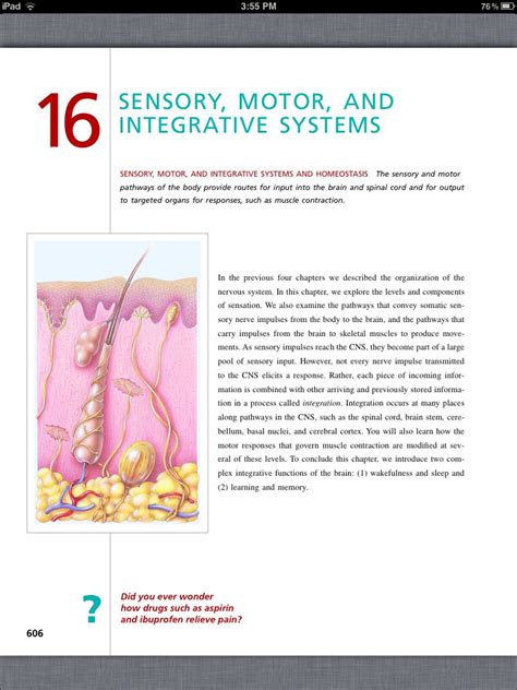 Principles Of Anatomy And Physiology Chapter 16 Sensory Motor And Integrative Systems 1
