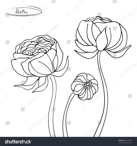 Flowers Ranunculus Isolated On White Background Sketch Hand Drawn