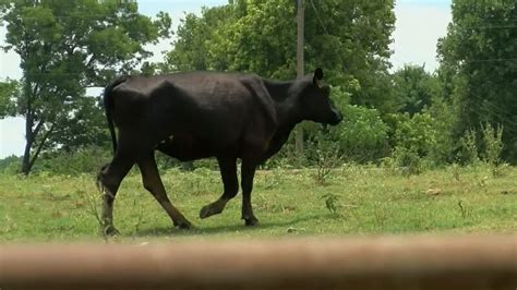 Louisiana Cattleman Accused Of Animal Cruelty