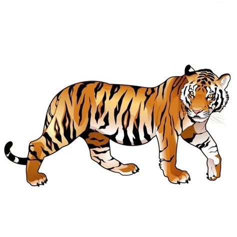 Free Vector Coloured Tiger Design Tiger Drawing Tiger Images