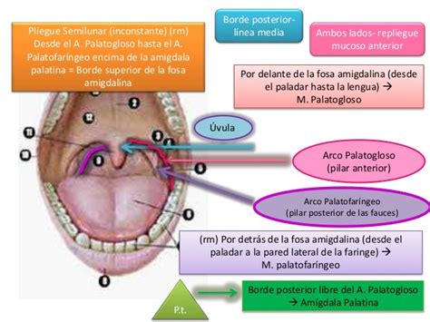 Itsmo Y Paladar Blando Anatomía