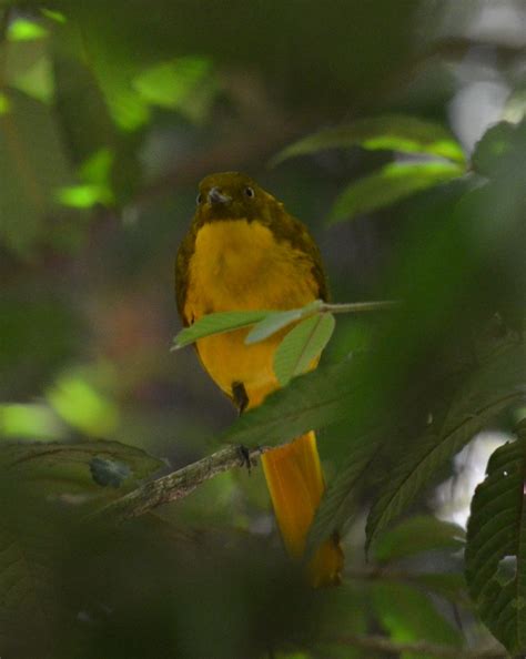 Golden Bowerbird Amblyornis Newtoniana Mt Hypipamee Nati Flickr
