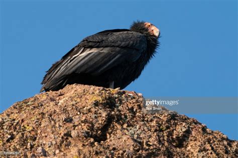 Resting California Condor Pinnacles National Park High Res Stock Photo