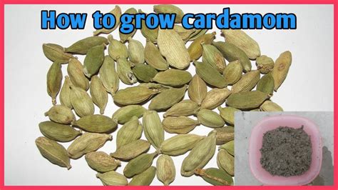How To Grow Cardamom From Seed Youtube