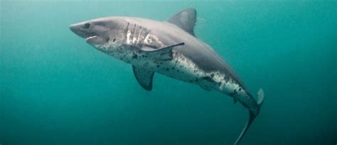 Salmon Shark Facts Habitat Diet Predators Pictures