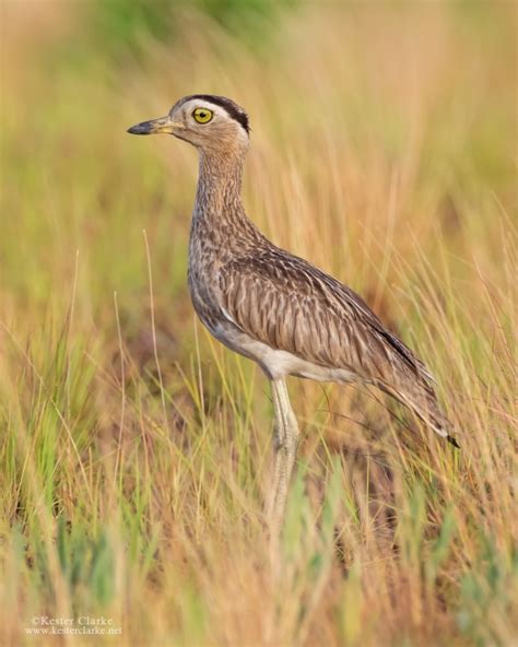 Double Striped Thick Knee Kester Clarke Wildlife Photography