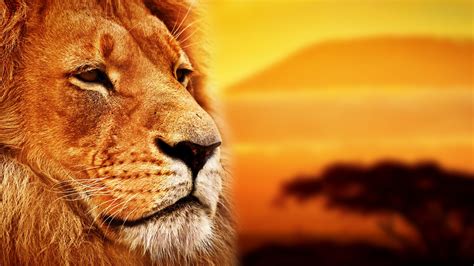 Wallpaper Lion Savanna 8k Animals 16178