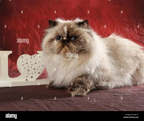 Domestic Cat Persian Himalayan Tortie Point Stock Photo Alamy