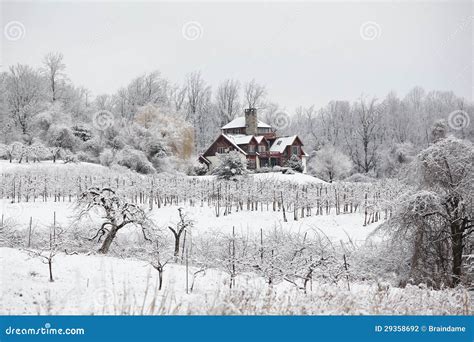 Winter Scene In Orchard Stock Photo Image Of Snow Fruit 29358692