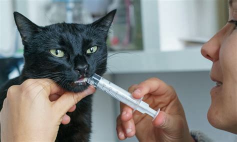 How To Give Cats Liquid Medication Zoetis Petcare
